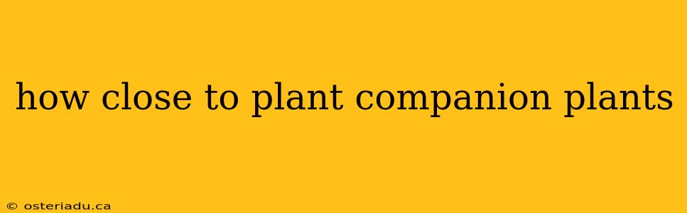 how close to plant companion plants