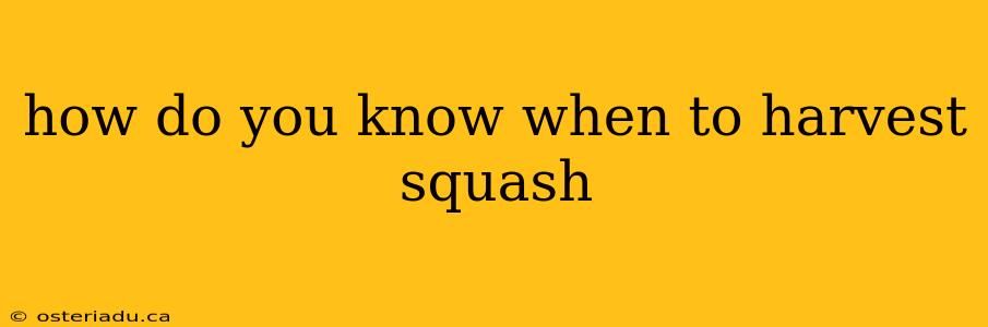 how do you know when to harvest squash