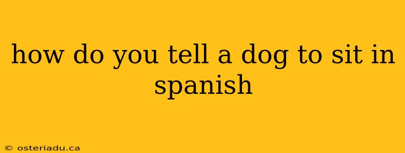 how do you tell a dog to sit in spanish