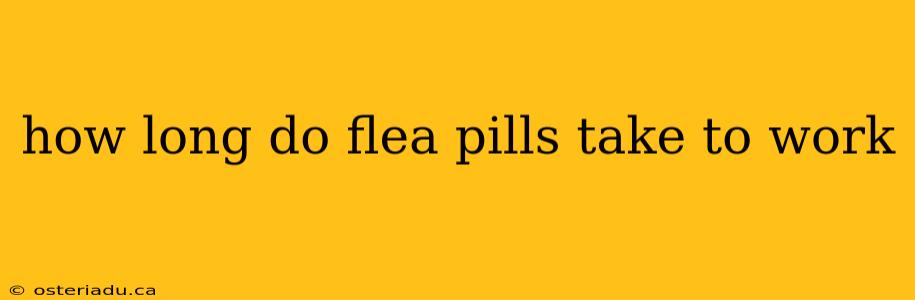 how long do flea pills take to work