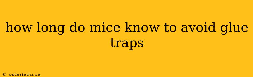 how long do mice know to avoid glue traps