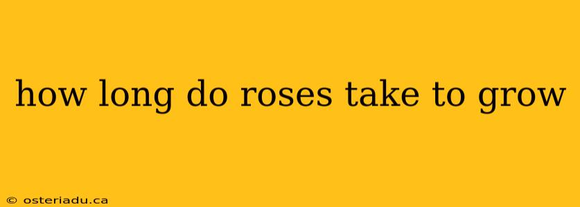 how long do roses take to grow