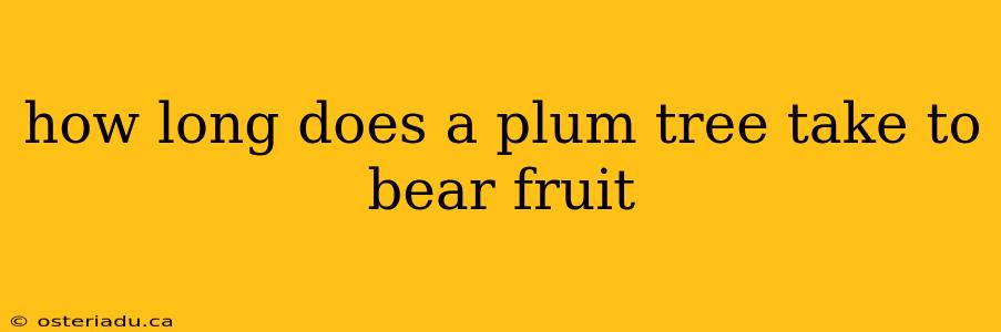 how long does a plum tree take to bear fruit