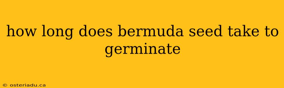 how long does bermuda seed take to germinate