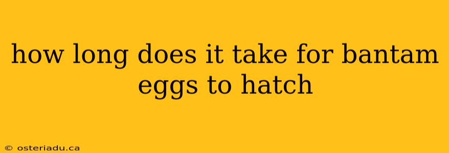 how long does it take for bantam eggs to hatch