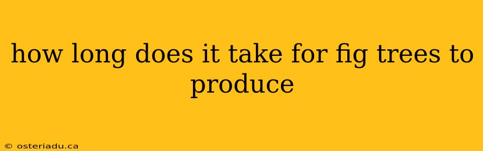 how long does it take for fig trees to produce