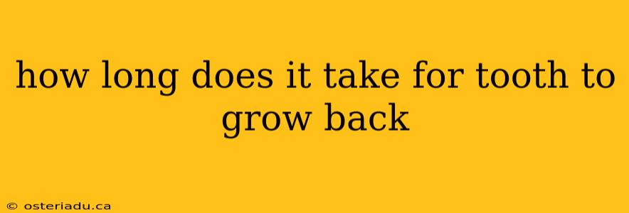 how long does it take for tooth to grow back