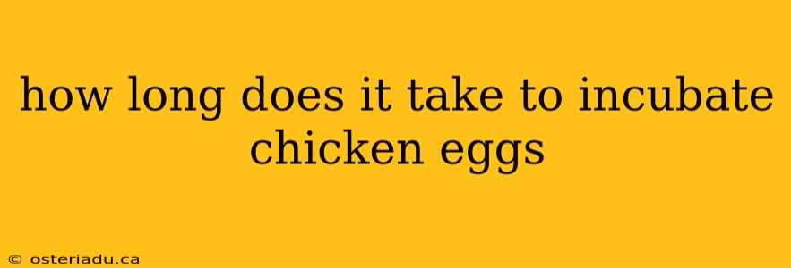 how long does it take to incubate chicken eggs