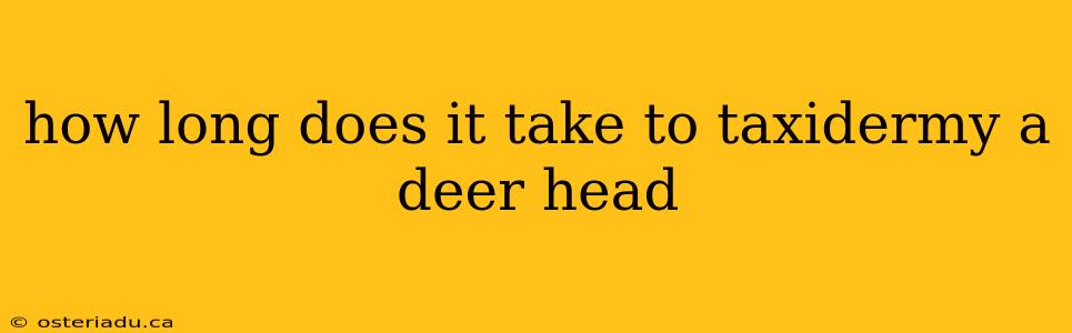 how long does it take to taxidermy a deer head