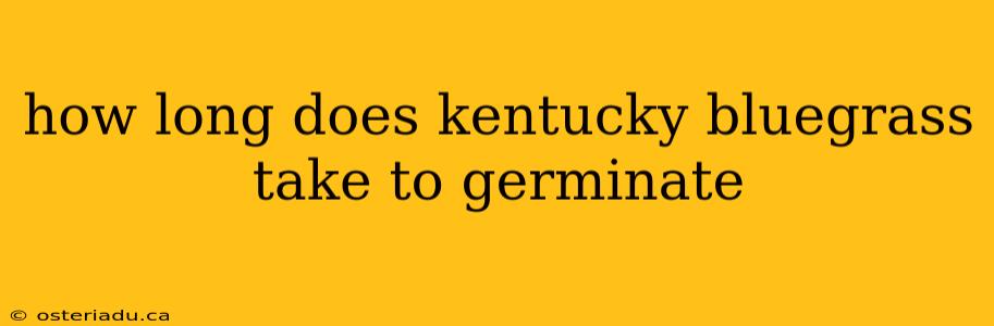 how long does kentucky bluegrass take to germinate