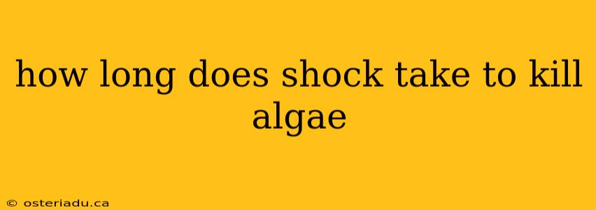 how long does shock take to kill algae