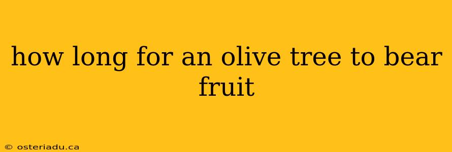 how long for an olive tree to bear fruit