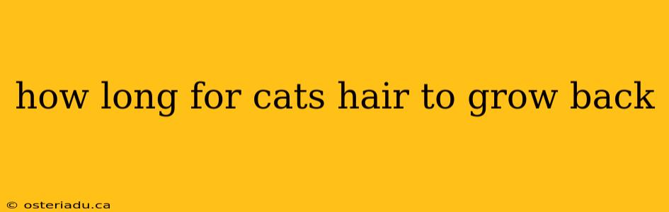 how long for cats hair to grow back