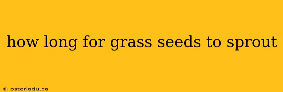 how long for grass seeds to sprout