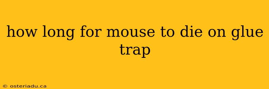 how long for mouse to die on glue trap