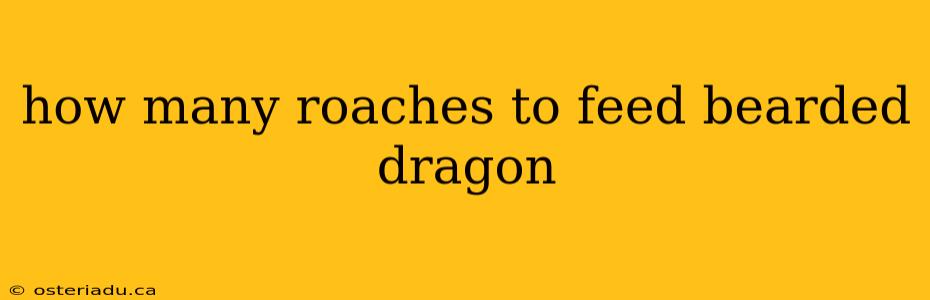 how many roaches to feed bearded dragon