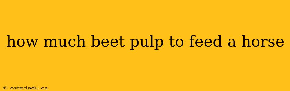 how much beet pulp to feed a horse