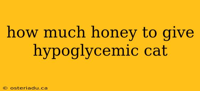 how much honey to give hypoglycemic cat