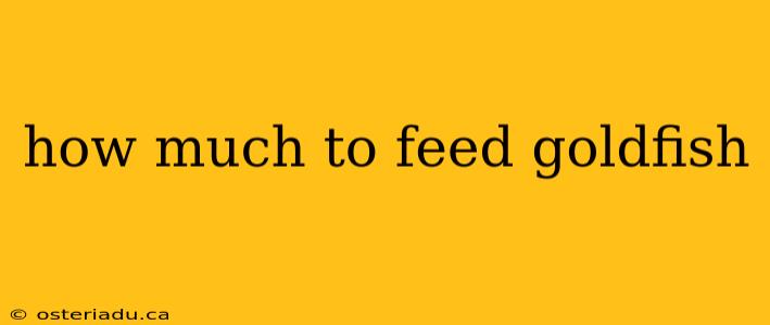 how much to feed goldfish