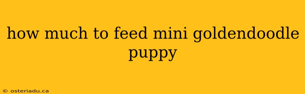 how much to feed mini goldendoodle puppy