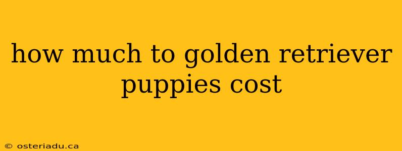 how much to golden retriever puppies cost