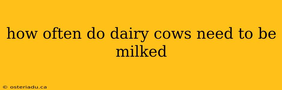 how often do dairy cows need to be milked