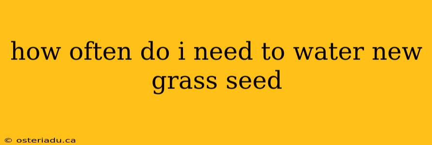 how often do i need to water new grass seed