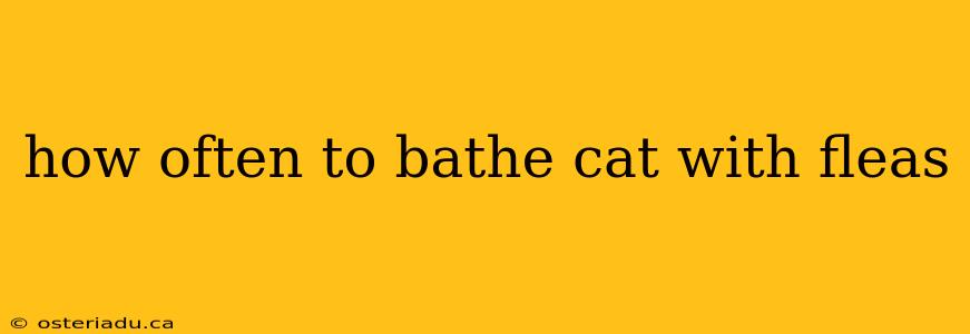 how often to bathe cat with fleas