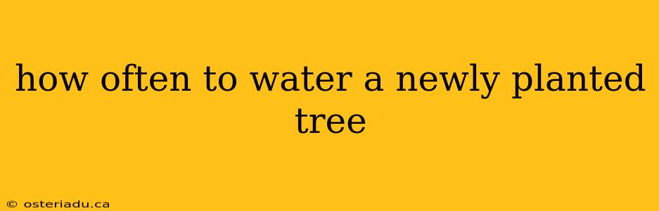 how often to water a newly planted tree