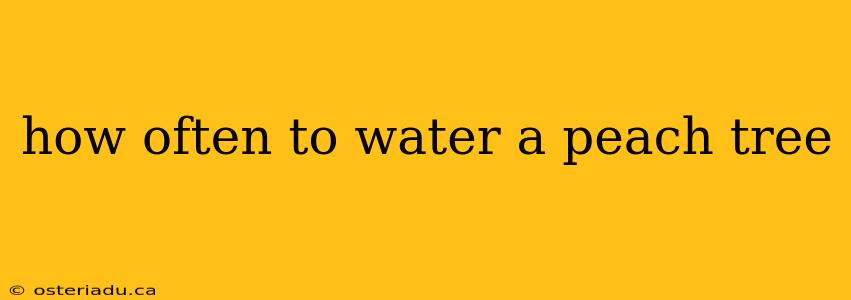 how often to water a peach tree