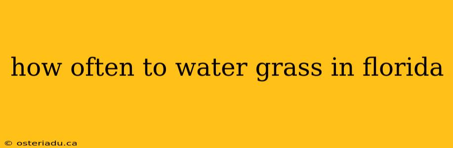 how often to water grass in florida