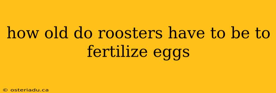 how old do roosters have to be to fertilize eggs