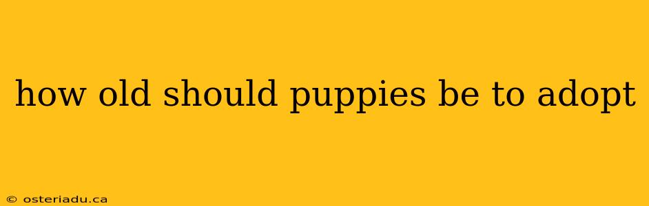 how old should puppies be to adopt