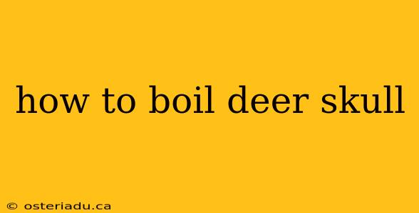 how to boil deer skull