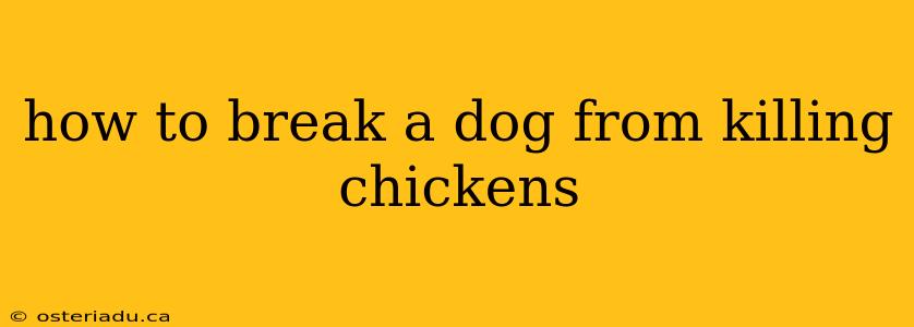 how to break a dog from killing chickens