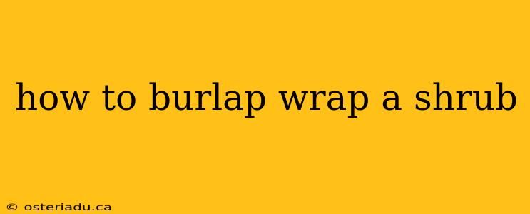 how to burlap wrap a shrub