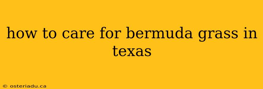 how to care for bermuda grass in texas