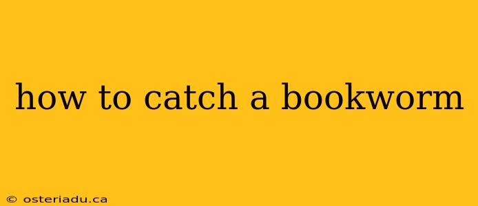 how to catch a bookworm