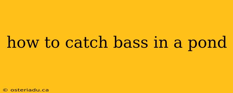 how to catch bass in a pond