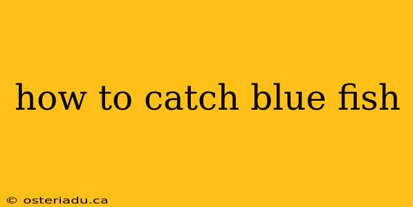 how to catch blue fish