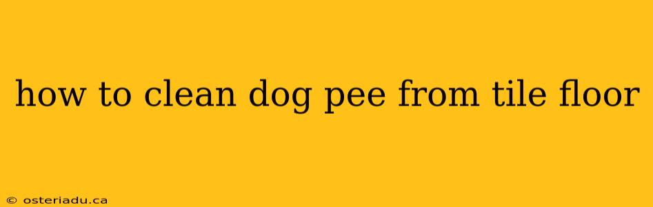 how to clean dog pee from tile floor