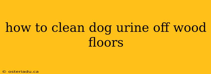 how to clean dog urine off wood floors