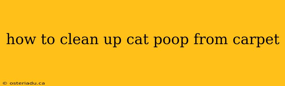 how to clean up cat poop from carpet