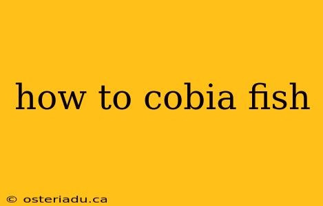 how to cobia fish