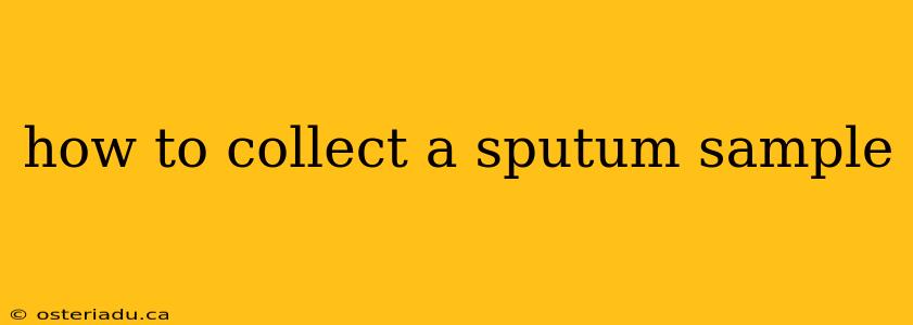 how to collect a sputum sample