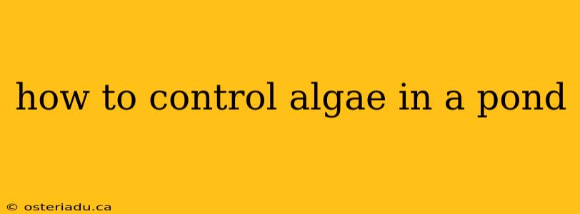 how to control algae in a pond