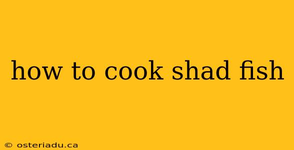 how to cook shad fish