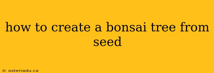 how to create a bonsai tree from seed