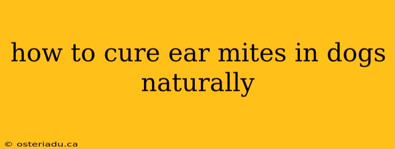 how to cure ear mites in dogs naturally