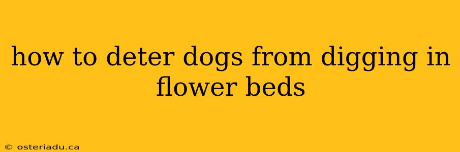 how to deter dogs from digging in flower beds